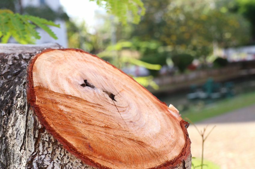 Cutting a tree stump in Enfield Cutting a tree stump in Enfield