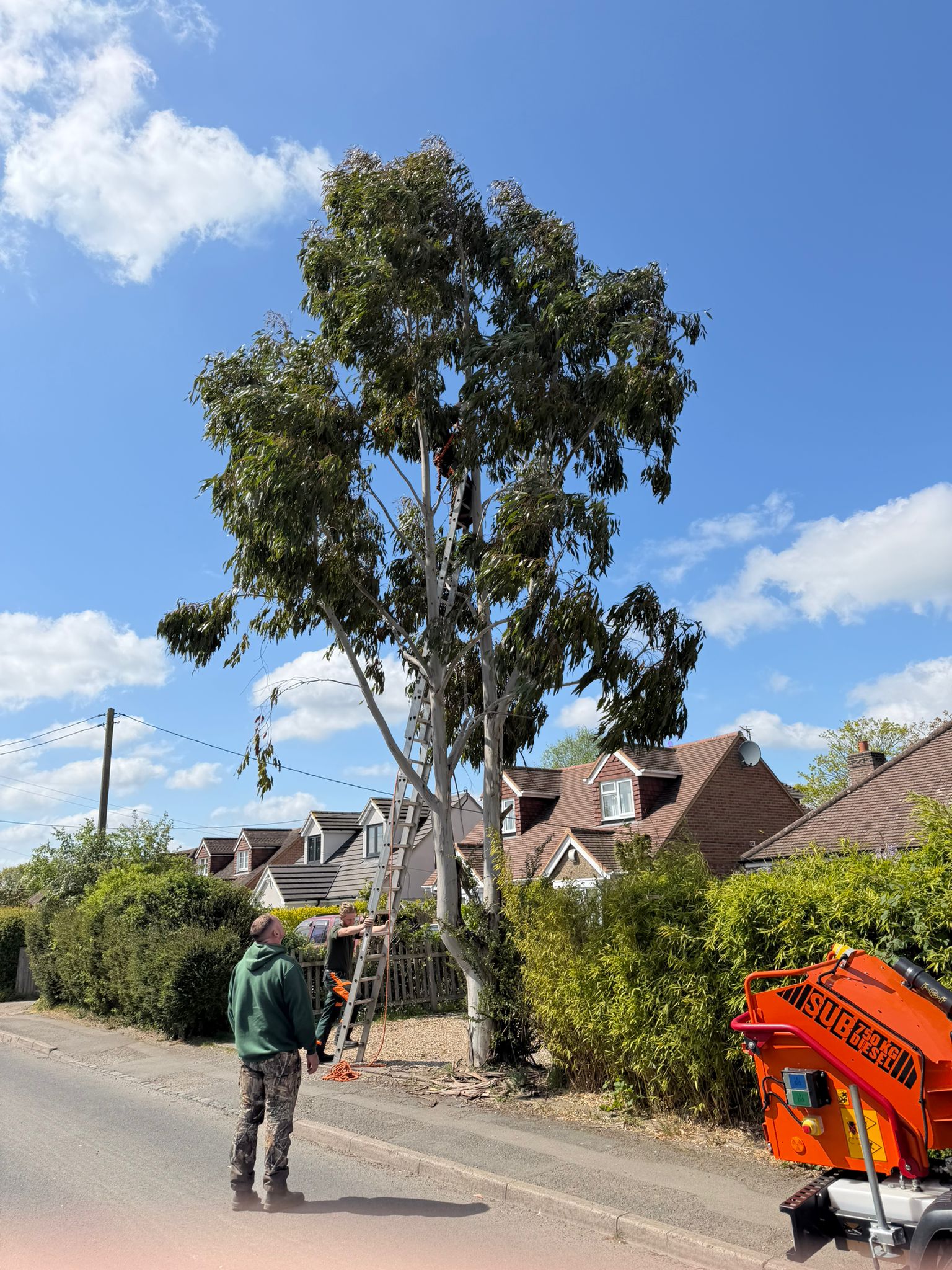 Tree being cut down outside home in Enfield Tree being cut down outside home in Enfield