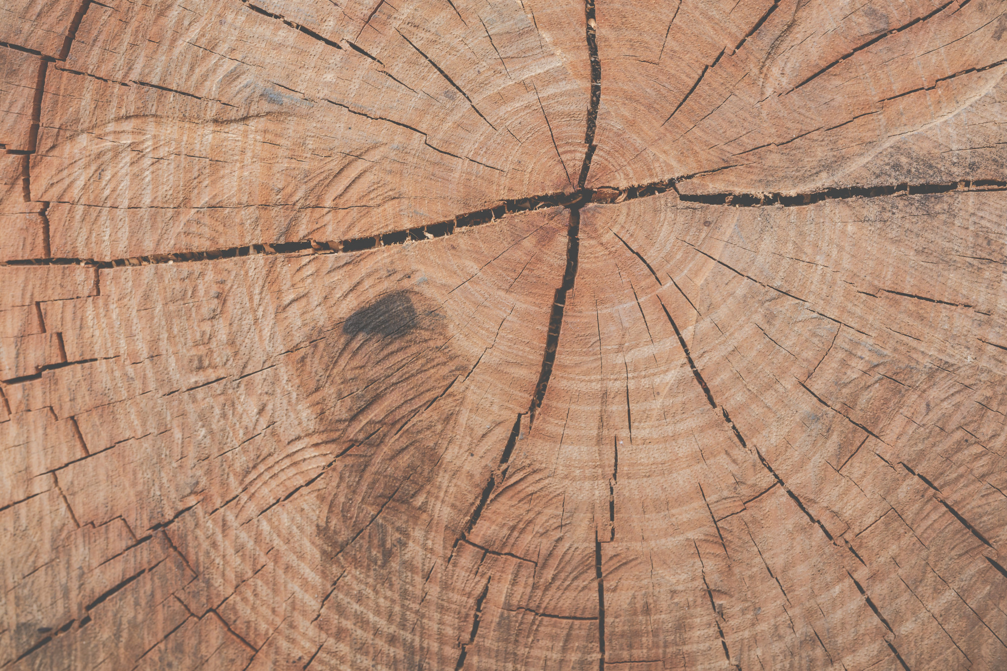 Tree stump Tree stump