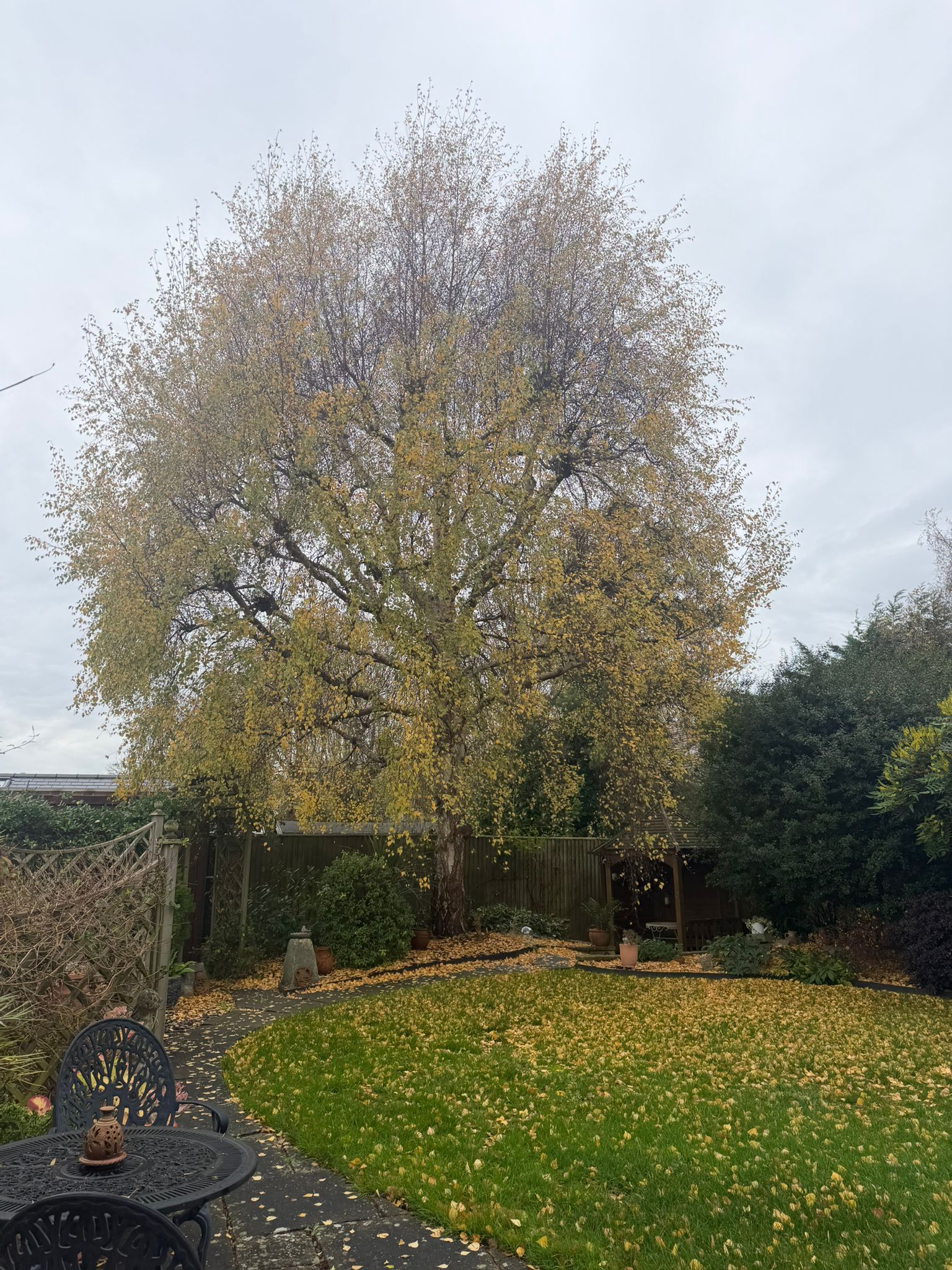 Free in need of pruning in Enfield Free in need of pruning in Enfield