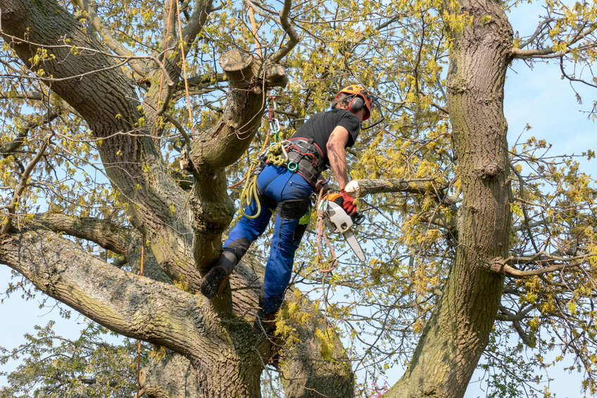 Tree Surgeon using a chainsaw in a tree in Enfield Tree Surgeon using a chainsaw in a tree in Enfield