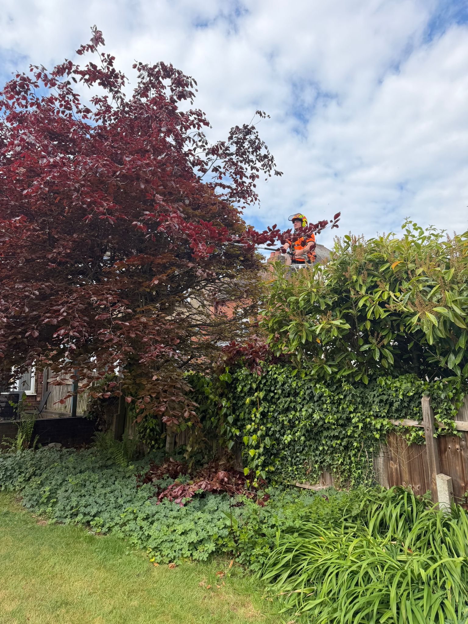 Tree surgeon pruning tree in Enfield Tree surgeon pruning tree in Enfield