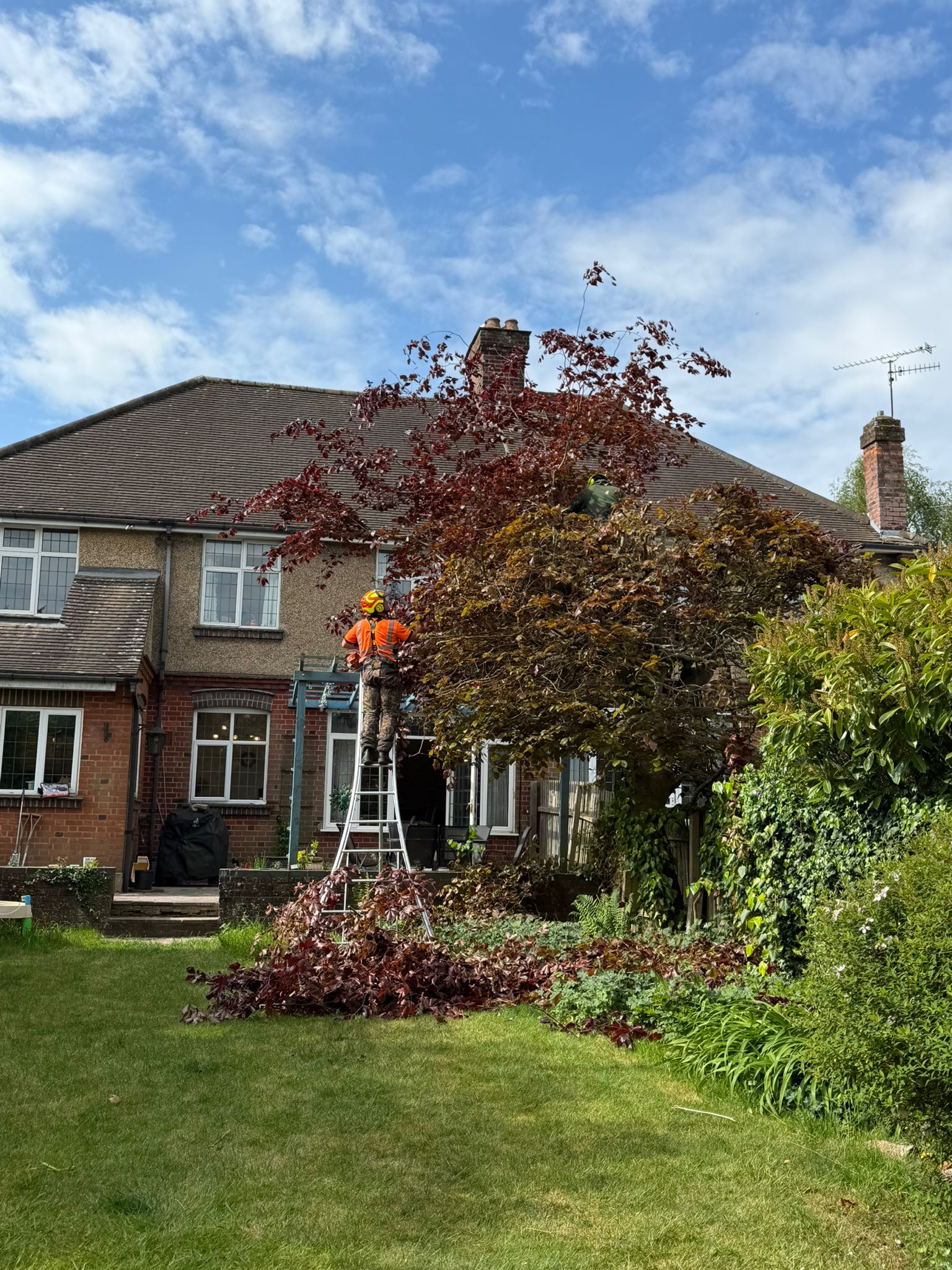 Tree surgeon pruning tree in Enfield Tree surgeon pruning tree in Enfield