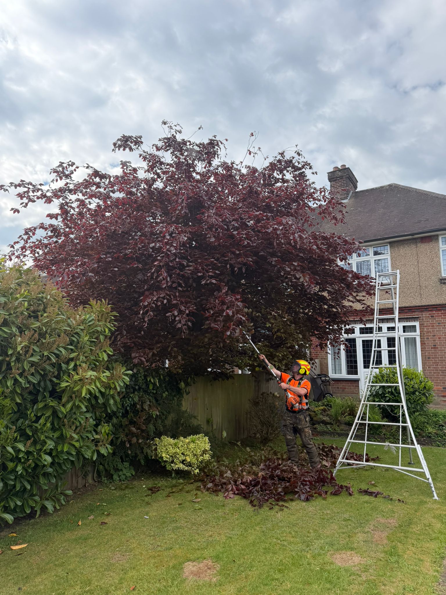 Tree surgeon pruning tree in Enfield Tree surgeon pruning tree in Enfield